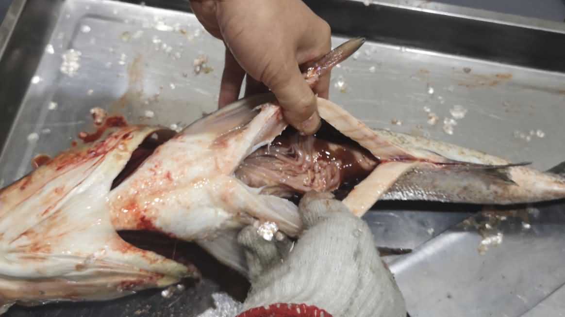 殺魚機(jī)，殺魚機(jī)器，自動殺魚機(jī)，殺魚機(jī)多少錢，殺魚機(jī)價格