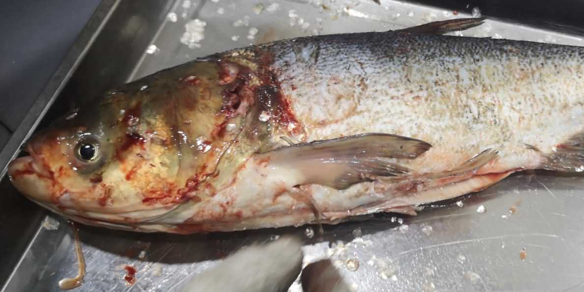 殺魚機(jī)，殺魚機(jī)器，自動殺魚機(jī)，殺魚機(jī)多少錢，殺魚機(jī)價格