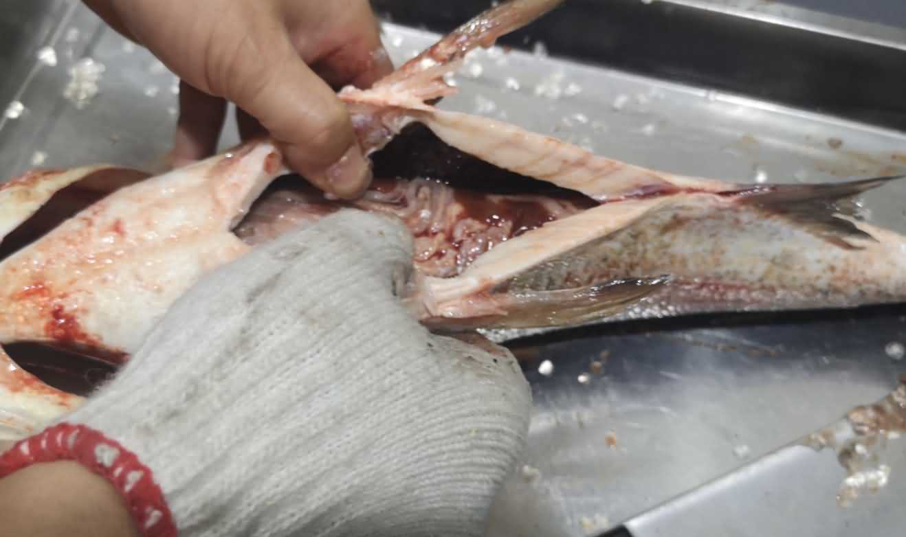 殺魚機(jī)，殺魚機(jī)器，自動殺魚機(jī)，殺魚機(jī)多少錢，殺魚機(jī)價格
