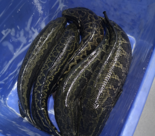 切魚片機(jī)，自動(dòng)切魚片機(jī)，片魚片機(jī)器，魚片機(jī)廠家，切魚片機(jī)多少錢