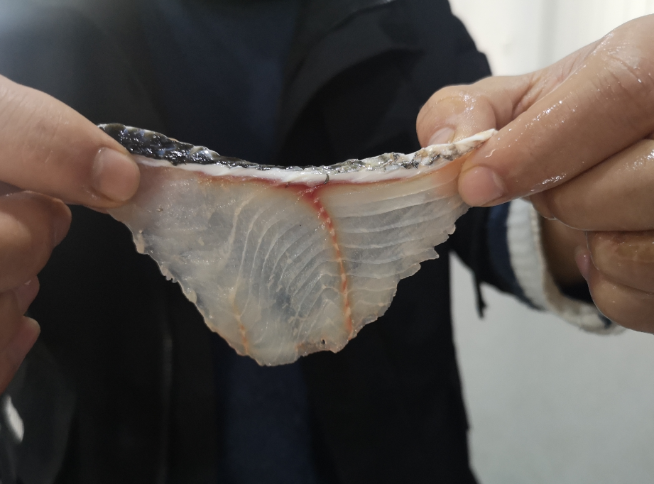 切魚片機(jī)，自動(dòng)切魚片機(jī)，片魚片機(jī)器，魚片機(jī)廠家，切魚片機(jī)多少錢
