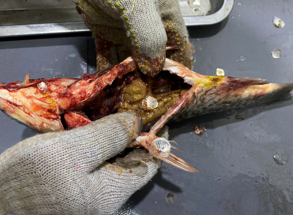 殺魚機，全自動殺魚機，殺魚機怎么樣，殺魚機廠家，商用殺魚機