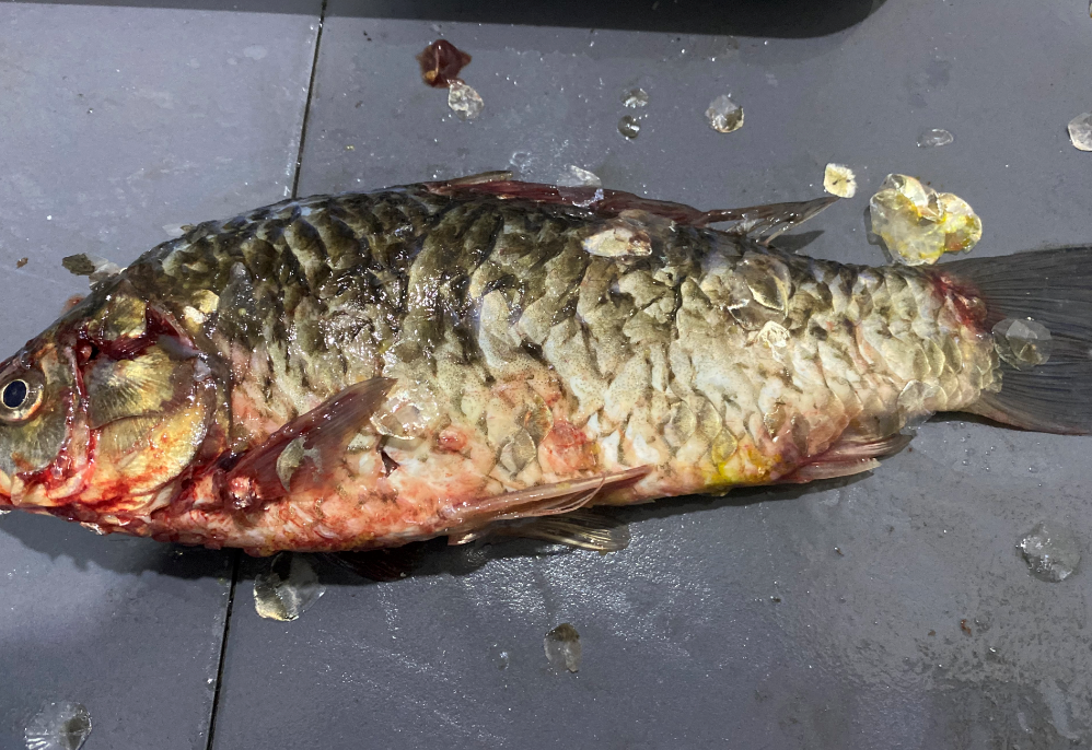 殺魚機，全自動殺魚機，殺魚機怎么樣，殺魚機廠家，商用殺魚機