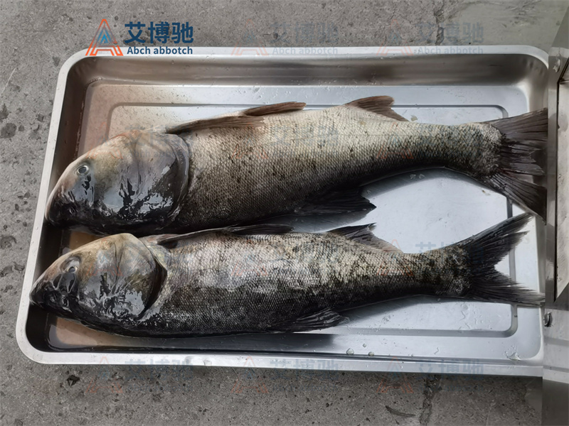 客戶自備物料，花鰱未加工前